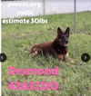 Desmond 1036