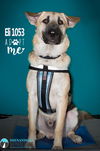 Eli 1053