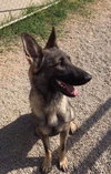 Tilly 1056