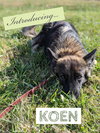 Koen 1063