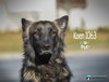 Koen 1063