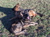 Koen 1063