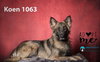 Koen 1063