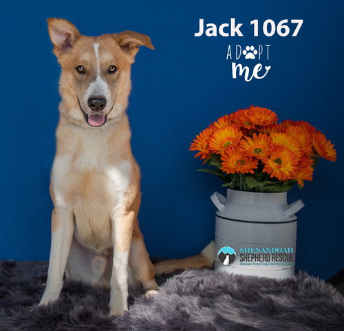 Jack 1067