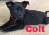 Colt 1100