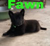 Fawn 1101