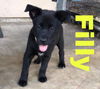 Filly 1102