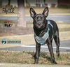 Filly 1102