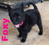 Foxy 1103