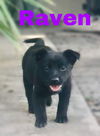 Raven 1104