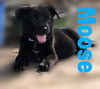 Moose 1105