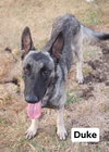 Duke 1124