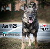 Ava 1128