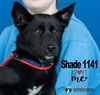 Shade 1141