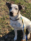 Dixie 1142