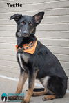 Yvette 1172