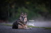 Skittles 1173 (Fospice)