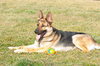 Brooklee (Ryder) 1175