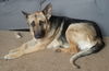 Sable 1177