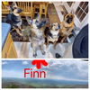 Finn 1183