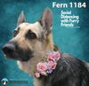 Fern 1184