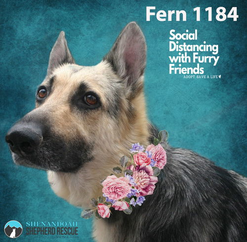 Fern 1184