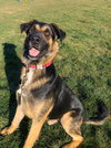 Angus 1188
