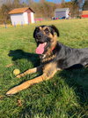 Angus 1188