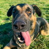 Angus 1188