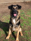 Angus 1188