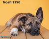 Noah 1190