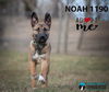 Noah 1190