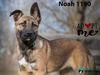 Noah 1190