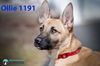 Ollie 1191