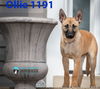 Ollie 1191