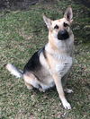 Daphne 1208