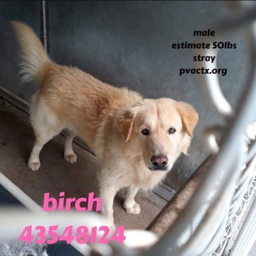 Birch 1211