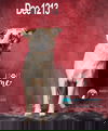 Dee 1213