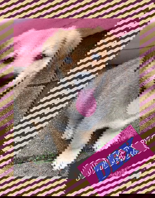 Dex 1219