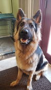 Ares (Lannister) 1231