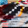 Stark 1234