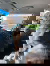 Opal 1283
