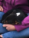 Izzy 1293