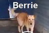 Berry 1301