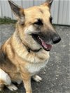 adoptable Dog in lebanon, PA named Jack 1310