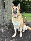 adoptable Dog in , PA named Jack 1310