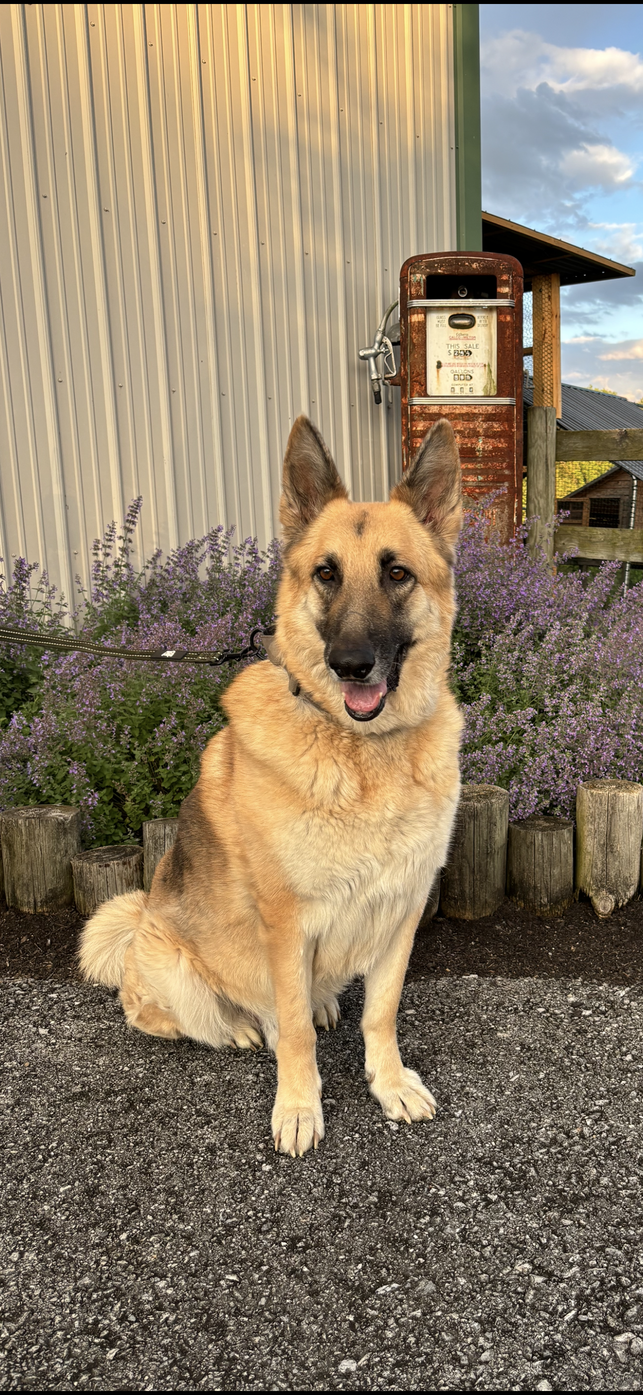 adoptable Dog in Lebanon, PA named Jack 1310