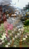 Fergus 1314