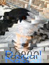 Axel 1321