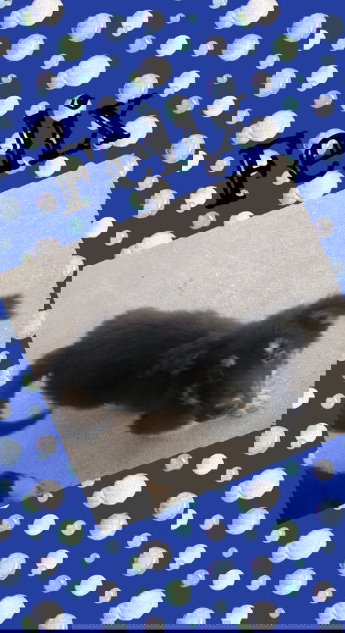 Felix 1336
